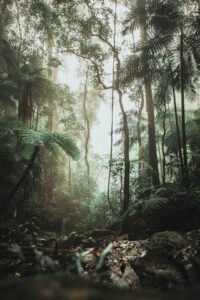 Tall trees in dinosaur habitat.